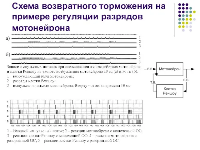 Схема возвратного торможения на примере регуляции разрядов мотонейрона