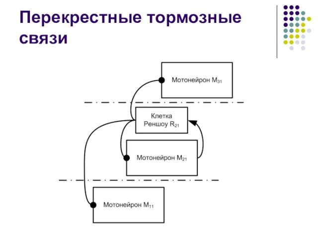 Перекрестные тормозные связи