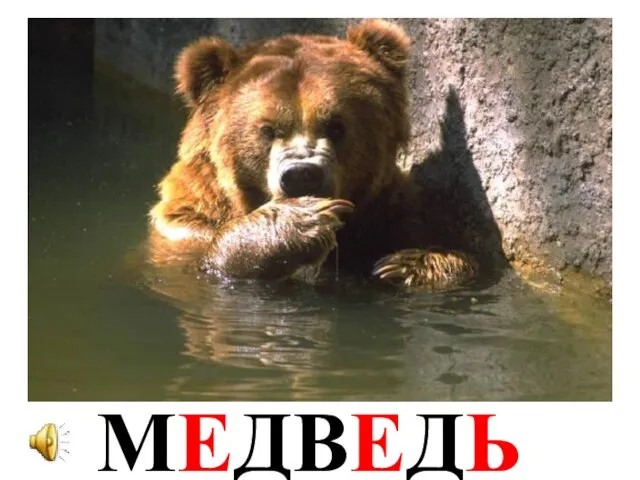 МЕДВЕДЬ