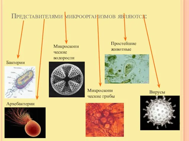 Представителями микроорганизмов являются: Бактерии Архебактерии Микроскопи ческие водоросли Микроскопи ческие грибы Простейшие животные Вирусы