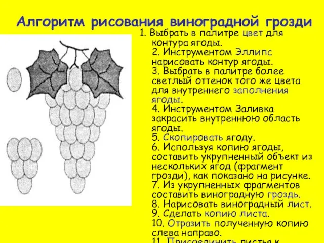 Алгоритм рисования виноградной грозди 1. Выбрать в палитре цвет для контура ягоды.