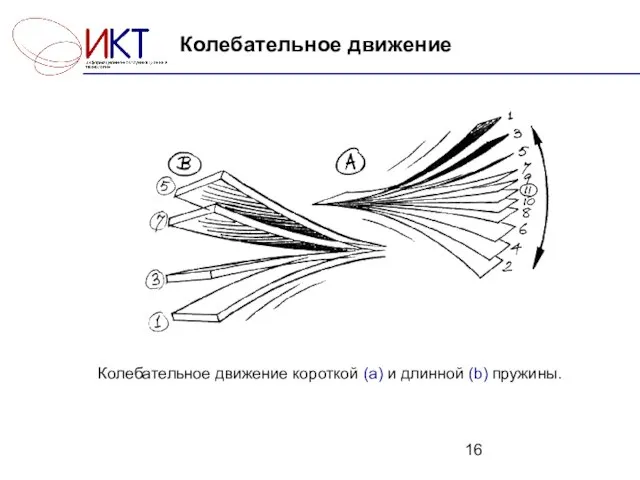 Колебательное движение Колебательное движение короткой (а) и длинной (b) пружины.