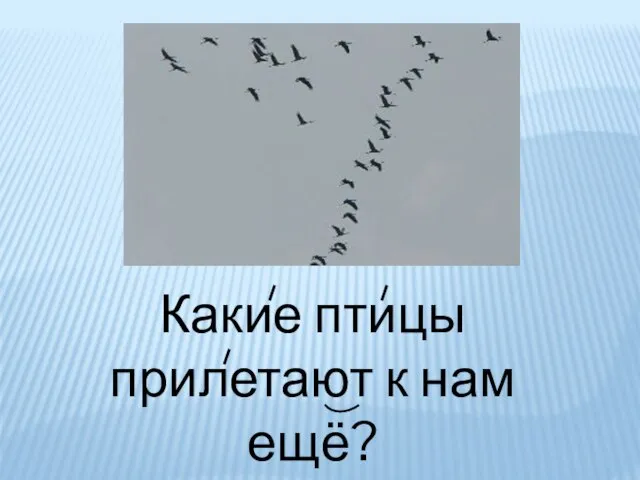 Какие птицы прилетают к нам ещё?