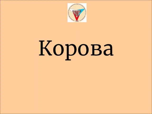 Корова