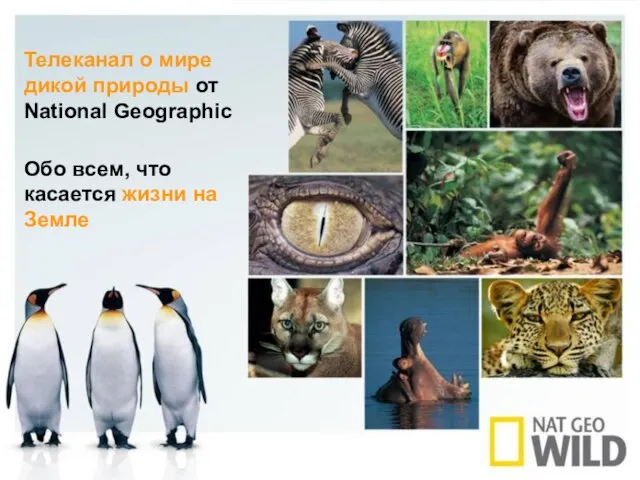 Телеканал о мире дикой природы от National Geographic Обо всем, что касается жизни на Земле