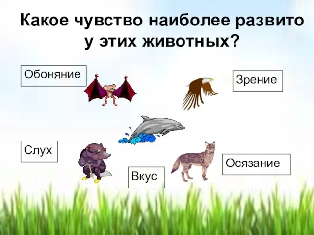 Какое чувство наиболее развито у этих животных? Зрение Обоняние Слух Осязание Вкус