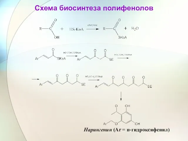 Схема биосинтеза полифенолов Нарингенин (Ar = п-гидроксифенил)