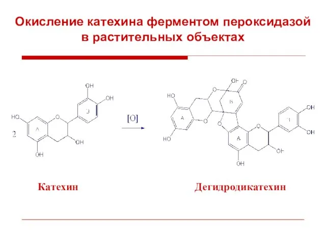 Катехин Дегидродикатехин Окисление катехина ферментом пероксидазой в растительных объектах