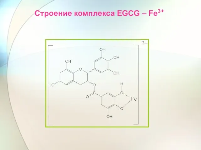 Строение комплекса EGCG – Fe3+