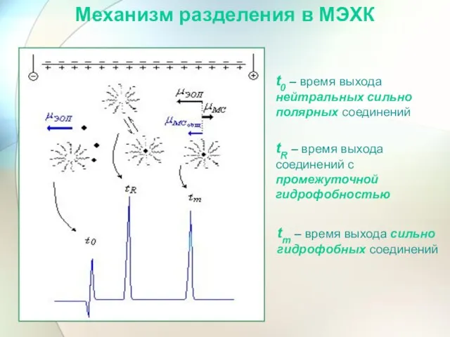 t0 – время выхода нейтральных сильно полярных соединений tR – время выхода