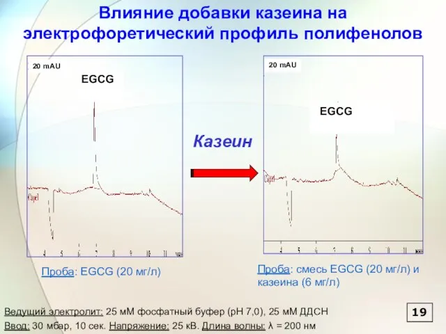 19 Казеин Влияние добавки казеина на электрофоретический профиль полифенолов Проба: EGCG (20