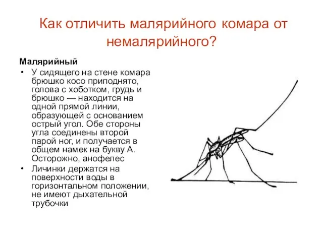 Как отличить малярийного комара от немалярийного? Малярийный У сидящего на стене комара