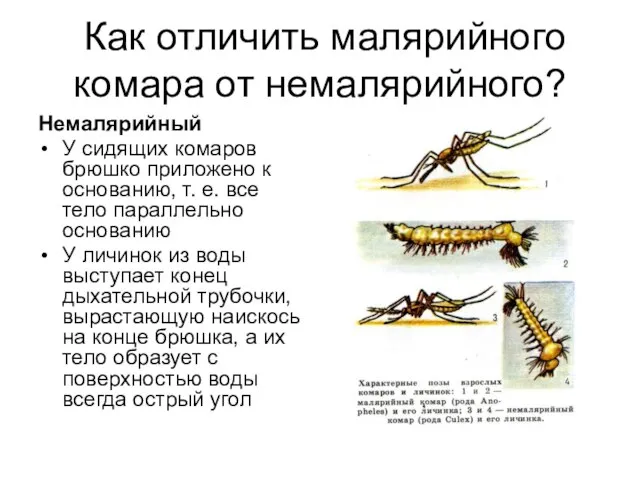 Как отличить малярийного комара от немалярийного? Немалярийный У сидящих комаров брюшко приложено