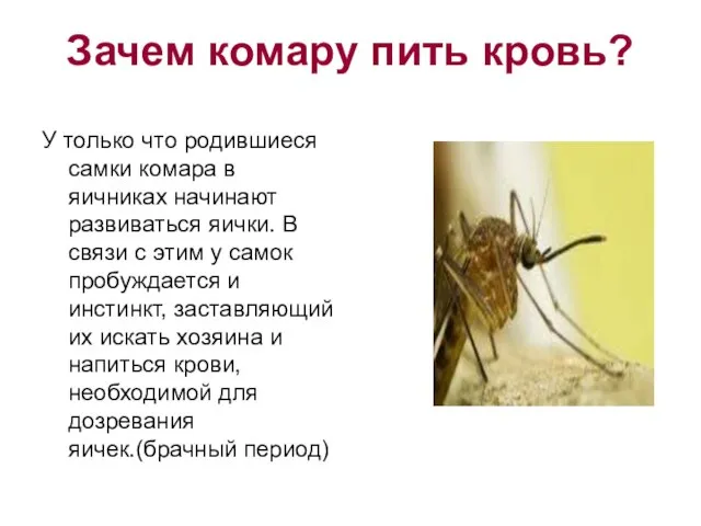 Зачем комару пить кровь? У только что родившиеся самки комара в яичниках