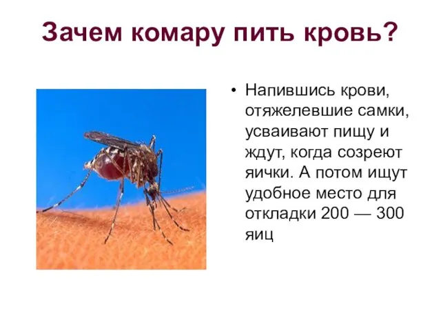 Зачем комару пить кровь? Напившись крови, отяжелевшие самки, усваивают пищу и ждут,