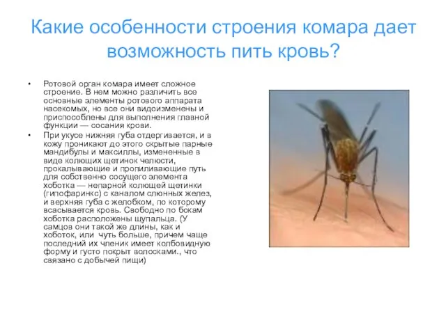 Какие особенности строения комара дает возможность пить кровь? Ротовой орган комара имеет