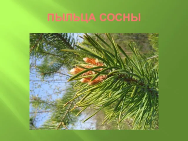 ПЫЛЬЦА СОСНЫ