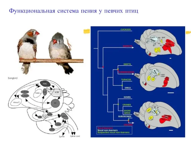 Функциональная система пения у певчих птиц