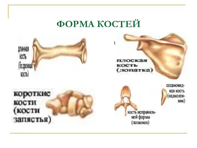 ФОРМА КОСТЕЙ