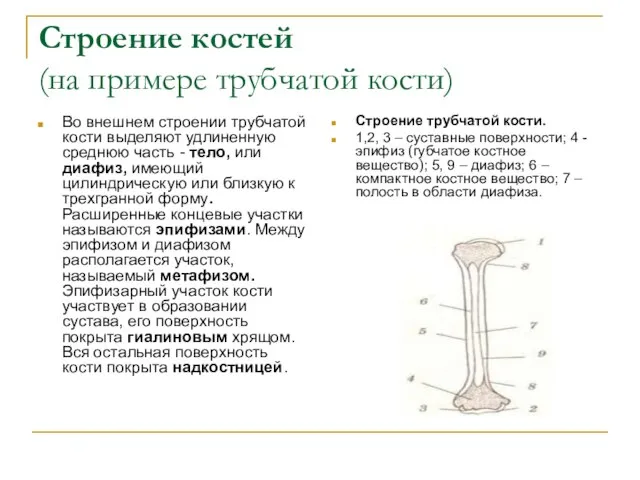Строение костей (на примере трубчатой кости) Во внешнем строении трубчатой кости выделяют