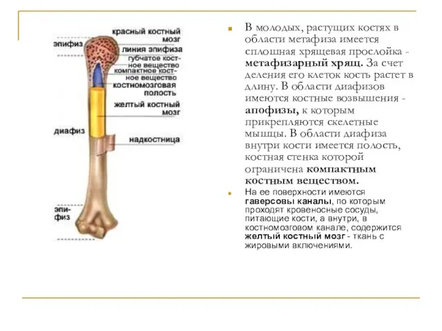 В молодых, растущих костях в области метафиза имеется сплошная хрящевая прослойка -