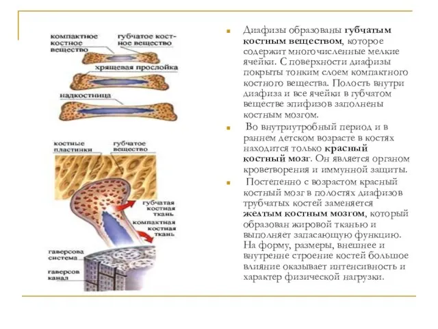 Диафизы образованы губчатым костным веществом, которое содержит многочисленные мелкие ячейки. С поверхности