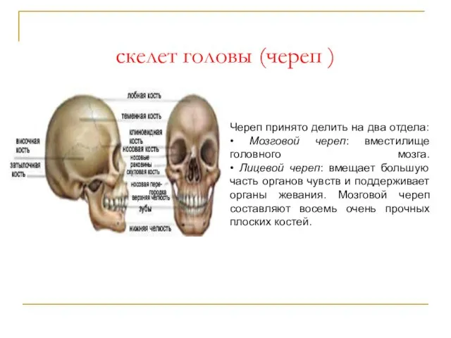 скелет головы (череп ) Череп принято делить на два отдела: • Мозговой