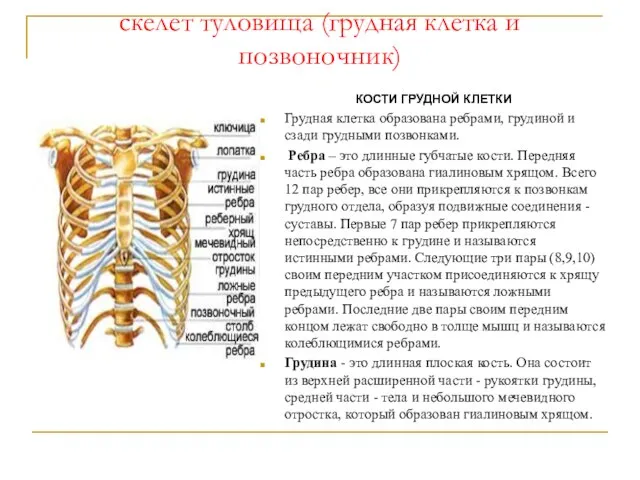 скелет туловища (грудная клетка и позвоночник) КОСТИ ГРУДНОЙ КЛЕТКИ Грудная клетка образована