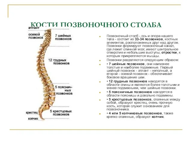 КОСТИ ПОЗВОНОЧНОГО СТОЛБА Позвоночный столб - ось и опора нашего тела -