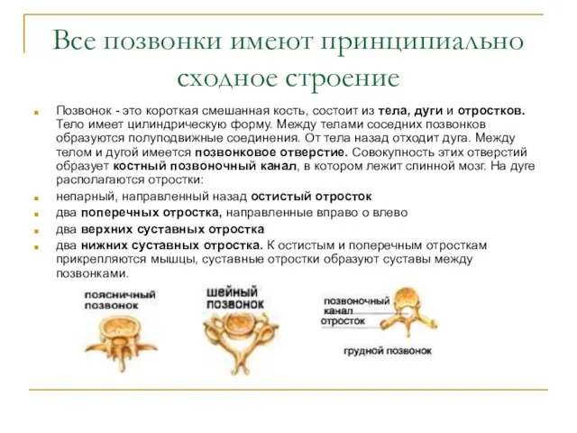 Все позвонки имеют принципиально сходное строение Позвонок - это короткая смешанная кость,