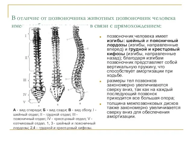 В отличие от позвоночника животных позвоночник человека имеет особенности строения в связи