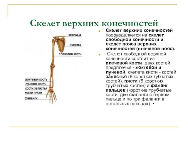 Скелет верхних конечностей Скелет верхних конечностей подразделяется на скелет свободной конечности и