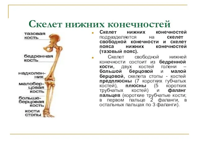 Скелет нижних конечностей Скелет нижних конечностей подразделяется на скелет свободной конечности и