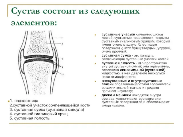 Сустав состоит из следующих элементов: суставные участки сочленяющихся костей; суставные поверхности покрыты