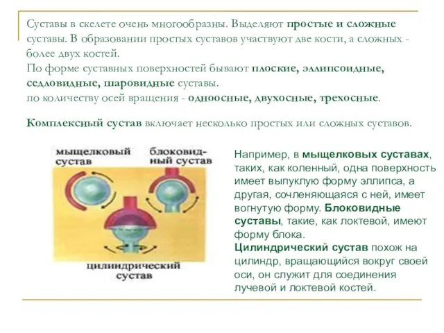 Суставы в скелете очень многообразны. Выделяют простые и сложные суставы. В образовании