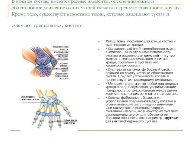 В каждом суставе имеются разные элементы, обеспечивающие и облегчающие движение одних частей