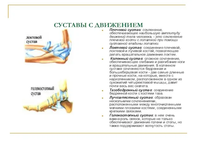 СУСТАВЫ С ДВИЖЕНИЕМ Плечевой сустав: сочленение, обеспечивающее наибольшую амплитуду движений тела человека,