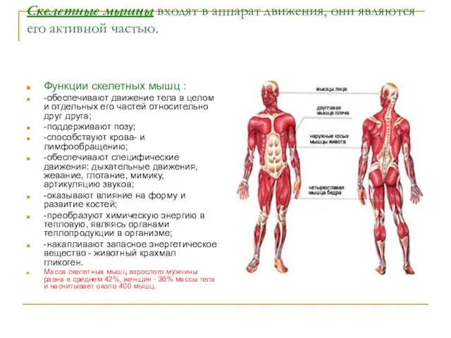 Скелетные мышцы входят в аппарат движения, они являются его активной частью. Функции