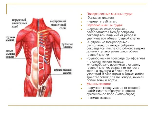 Поверхностные мышцы груди: -большая грудная -передняя зубчатая. Глубокие мышцы груди: -наружные межреберные