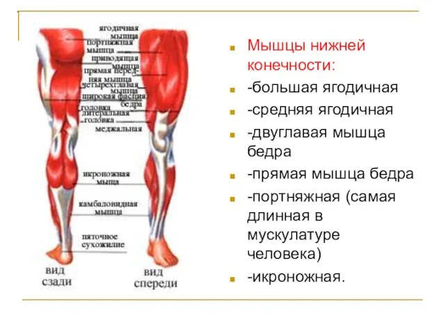 . Мышцы нижней конечности: -большая ягодичная -средняя ягодичная -двуглавая мышца бедра -прямая