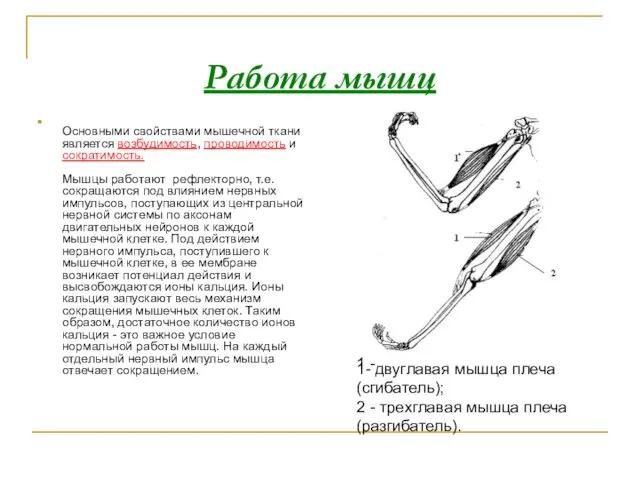 Работа мышц Основными свойствами мышечной ткани является возбудимость, проводимость и сократимость. Мышцы