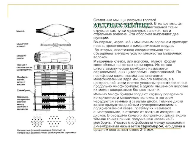 СТРОЕНИЕ СКЕЛЕТНЫХ МЫШЦ Скелетные мышцы покрыты толстой соединительнотканной оболочкой. В толще мышцы