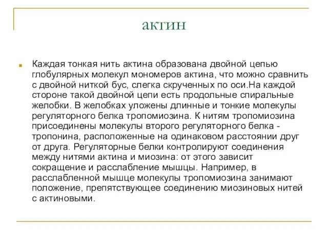 актин Каждая тонкая нить актина образована двойной цепью глобулярных молекул мономеров актина,