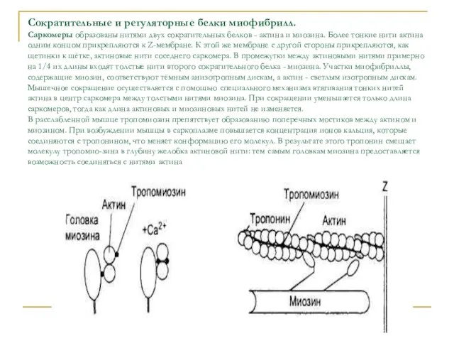 Сократительные и регуляторные белки миофибрилл. Саркомеры образованы нитями двух сократи­тельных белков -