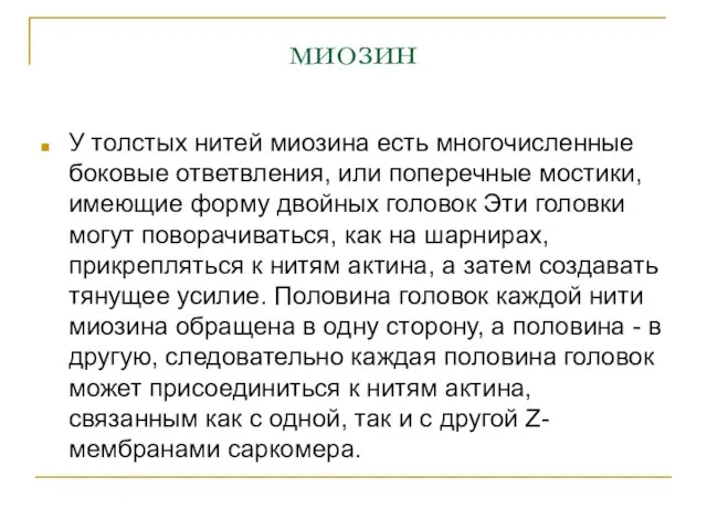 миозин У толстых нитей миозина есть многочисленные боковые ответв­ления, или поперечные мостики,