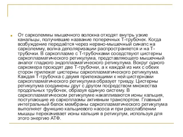 От сарколеммы мышечного волокна отходят внутрь узкие канальцы, получившие название поперечных Т-трубочек.