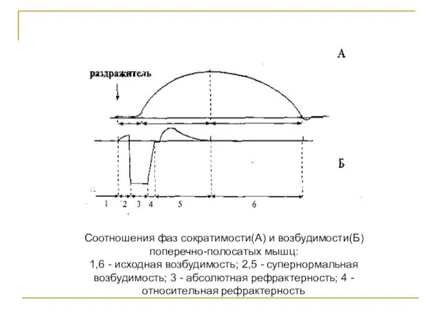 Соотношения фаз сократимости(А) и возбудимости(Б) поперечно-полосатых мышц: 1,6 - исходная возбудимость; 2,5