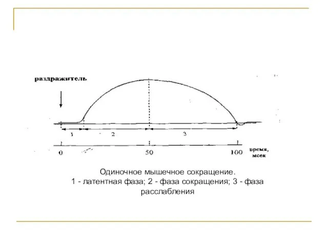 Одиночное мышечное сокращение. 1 - латентная фаза; 2 - фаза сокращения; 3 - фаза расслабления