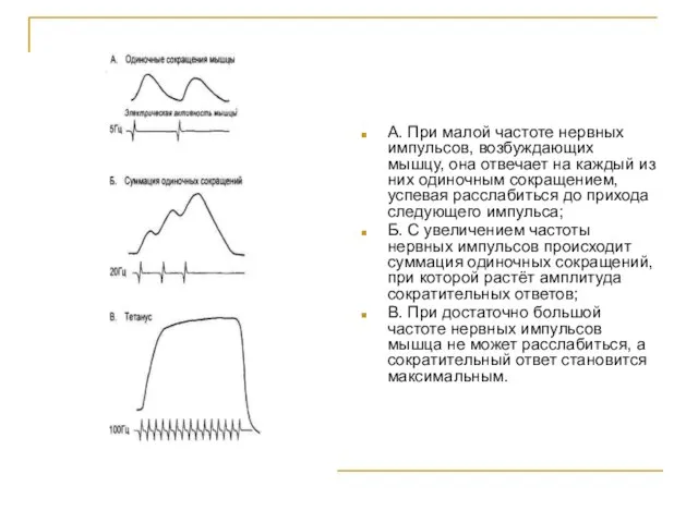 А. При малой частоте нервных импульсов, возбуждающих мышцу, она отвечает на каждый