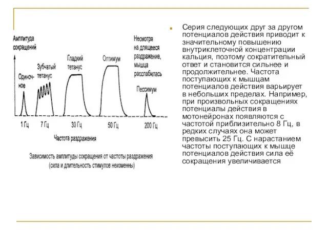 Серия следующих друг за другом потенциалов действия приводит к значительному повышению внутриклеточной